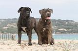CANE CORSO 631